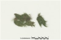 藏品(粗疣苔)的圖片